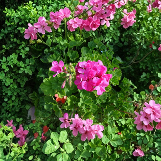 Pink Geranium Cuttings – 30 Fresh Fragrant Pelargonium Cuttings | 6 Inch Unrooted Flowering Plant | Hardy Garden Blooms | Easy to Grow