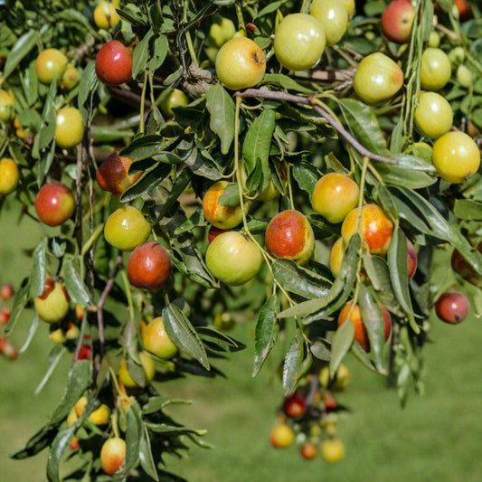Jujube ‘Honey Jar’ – Ziziphus jujuba Live Grafted Tree | 1–2 Feet Tall | Shipped in 6 Inch Pot  Extremely Sweet Fruit | Crisp Apple-Like Texture | Compact & Productive