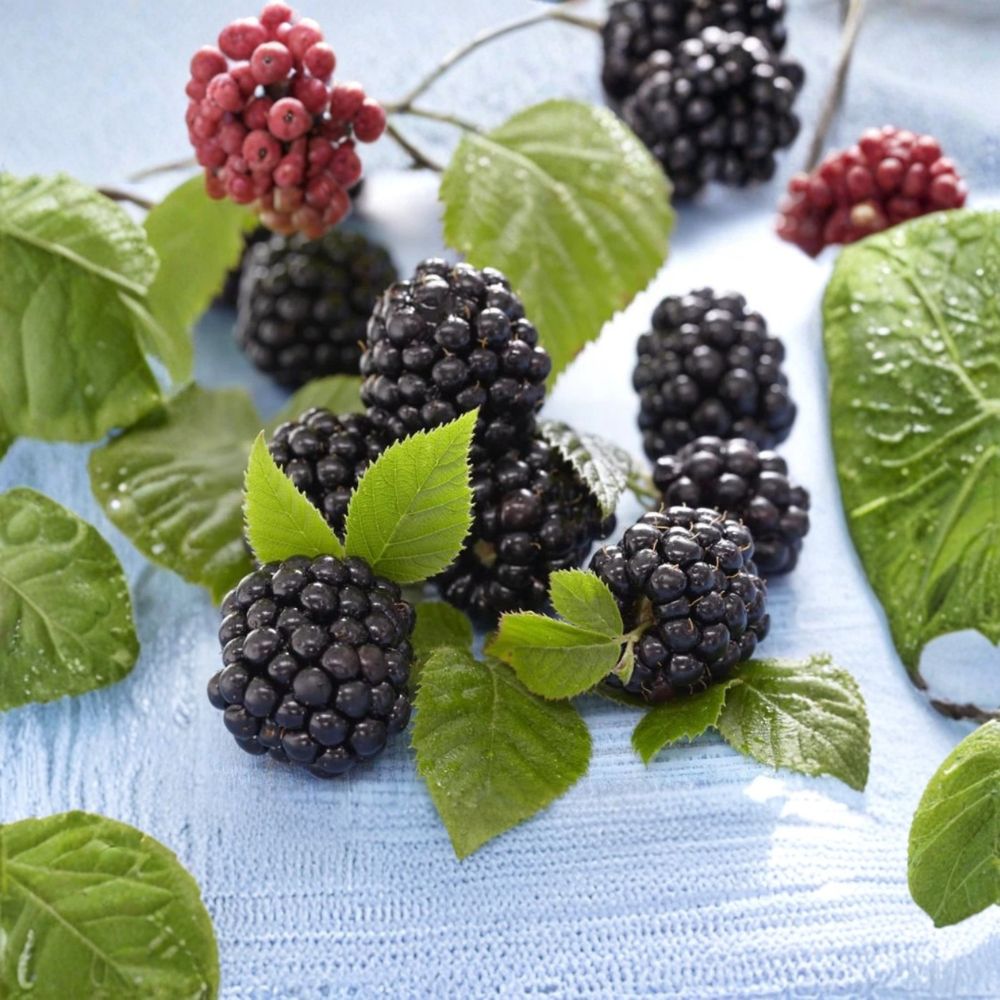 Chester Thornless Blackberry Plants – Set of 6 Live Berry Bush Starters | 4–6 Inches Tall | Soil-Wrapped Roots No Pot | Late Season Fruit