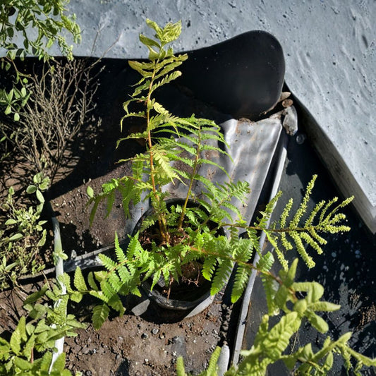 Australian Fern – Nephrolepis exaltata Live Plant | 6–8 Inches Tall | Includes 1 Gallon Nursery Pot  Lush Tropical Foliage | Shade Loving | Indoor & Patio Friendly