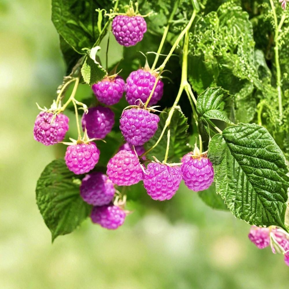 Glencoe Purple Raspberry Plants – Set of 3 Live Potted Plants | Thornless Compact Berry Bush | Sweet-Tart Hybrid Raspberry
