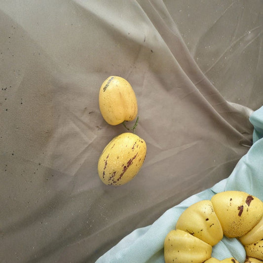 Pepino Melon Cuttings – 12 Fresh 4 Inch Stem Cuttings | Solanum muricatum Fruit Plant | Sweet Melon Berry Plant | Easy to Grow