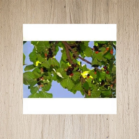 Mulberry Tree “Persian” – Morus nigra Live Plant | 3 Feet Tall | Includes Plastic Nursery Pot  Sweet Edible Fruit | Backyard Orchard Favorite | Fast Growing Tree
