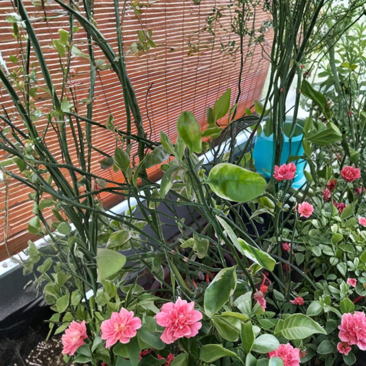 Devil’s Backbone Pink – Euphorbia tithymaloides Cuttings | Rare Zig Zag Plant | Vibrant Pink Succulent | Easy to Propagate | Indoor Plant