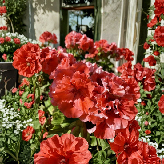 Double Red Orange Geranium Cuttings – 5 Fresh Pelargonium Cuttings | Vibrant Flowering Plant | Easy to Root Garden & Patio Plant