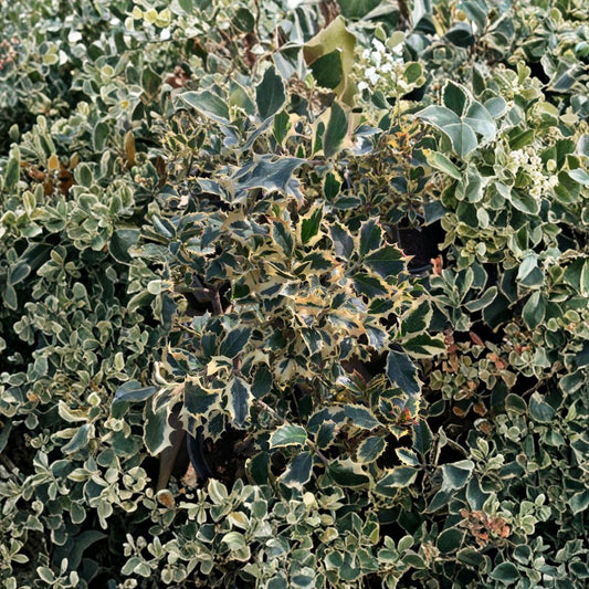 English Holly ‘Aureo-Marginata’ – Ilex aquifolium Live Starter Plant | 4 Inches Tall | Includes 6 Inch Nursery Pot  Variegated Evergreen Shrub | Gold-Edged Leaves | Classic Holiday Garden Plant