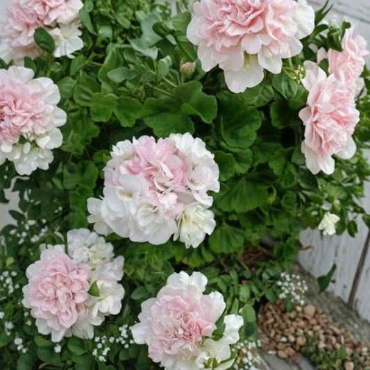 Geranium Plant – White with Light Pink Double Blooms | 3 Fresh 6 Inch Cuttings | Fragrant Pelargonium Starter | Easy to Grow Garden Flower