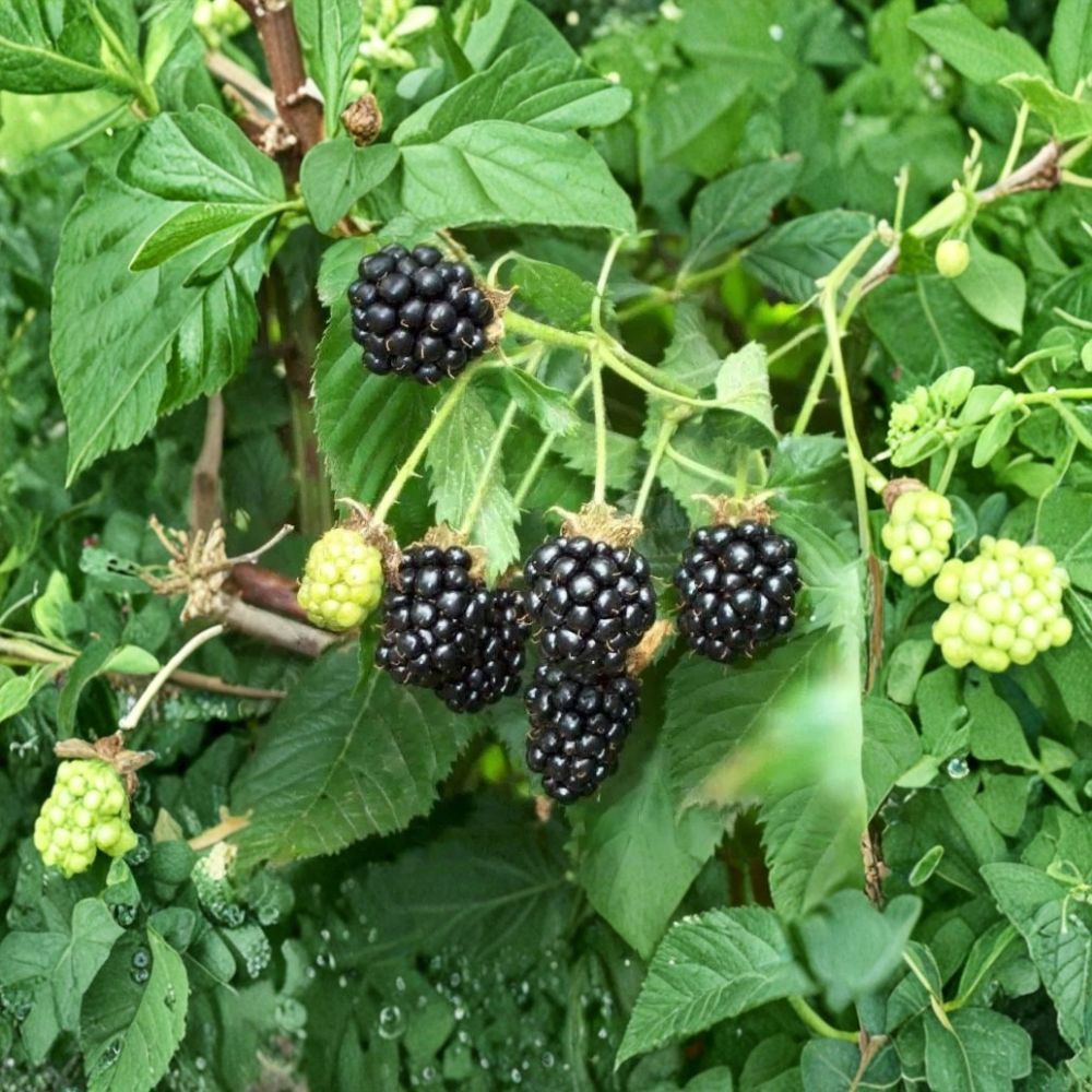 Darrow Thorned Blackberry Plants – Set of 5 Starter Plugs | 3–6 Inches Tall | Bare Root Rubus fruticosus | Cold Hardy Berry Bush