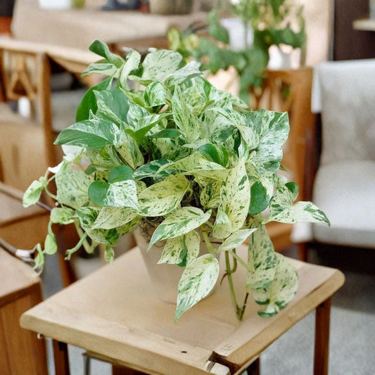 Snow Queen Pothos Cuttings – 3 Variegated Epipremnum Aureum Cuttings | White Green Indoor Plant | Easy Houseplant | Fast Growing Vine