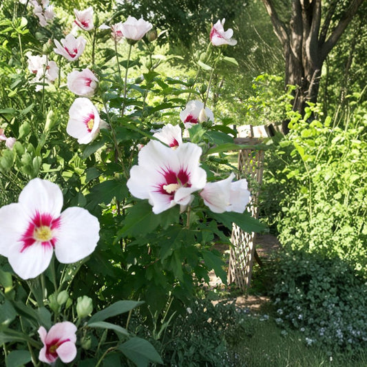 Rose of Sharon Plant Cuttings – Hibiscus syriacus Unrooted | Set of 10 White or Purple Mix | Hardy Flowering Shrub Starter | Easy Outdoor Grow
