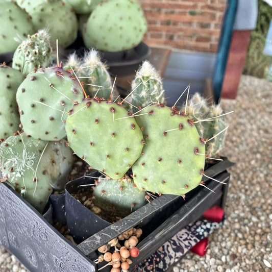 Opuntia ‘Santa Rita’ – Purple Prickly Pear Live Cactus Plant | Vibrant Purple Pads | Edible Fruit  Cold Hardy Desert Plant | Xeriscape Favorite | Low Maintenance