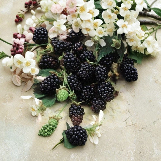 Sweetie Pie Thornless Blackberry Plants – Set of 4 Live Plants | 2–6 Inches Tall | Sweet Flavor Berry Variety | Starter Plants in Tray Pots | Backyard Fruit Garden