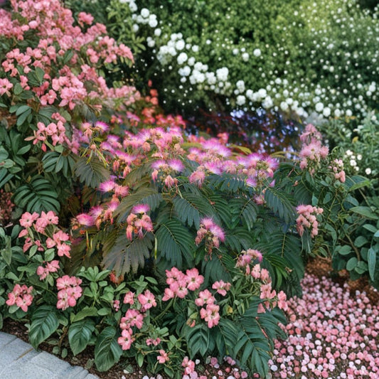 Ernest Wilson Silk Tree – Albizia julibrissin ‘E.H. Wilson’ Live Tree | 3 Feet Tall | Includes 3 Gallon Nursery Pot  Pink Silk Flowers | Fast Growing Shade Tree | Exotic Tropical Look