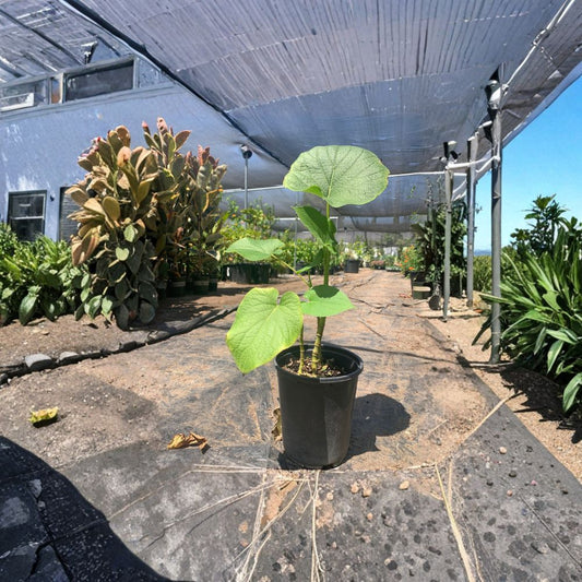 Rootbeer Yerba Santa – Piper auritum Live Plant | 1 Foot Tall | Includes 6 Inch Nursery Pot  Aromatic Tropical Foliage | Heart-Shaped Leaves | Root Beer Fragrance