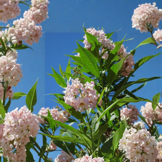 Chitalpa ‘Pink Dawn’ – Chitalpa tashkentensis ‘Pink Dawn’ Live Flowering Tree | 2–3 Feet Tall | Shipped in 3 Gallon Pot  Vibrant Pink Blooms | Heat & Drought Tolerant | Landscape Accent Tree