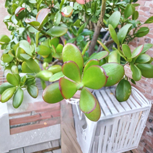 Jade Plant – Crassula Ovata Cuttings | 15 Fresh Succulent Cuttings | From Mature Plants | Ready to Plant | Easy Indoor Grower