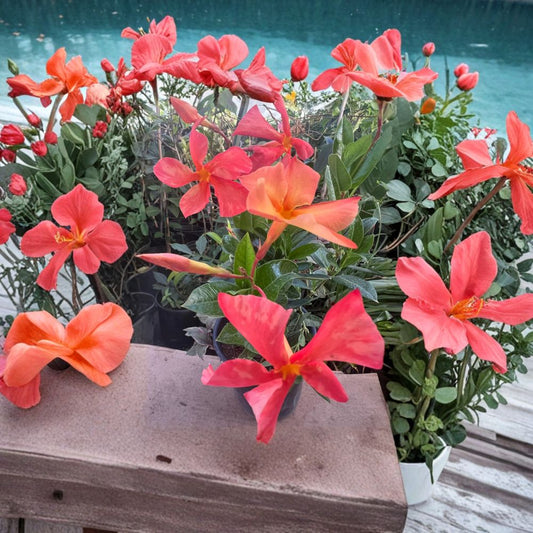 Dipladenia ‘Sun Parasol Fire-Up Orange’ – Mandevilla Hybrid Live Plant | 2 Feet Tall | Includes 1 Gallon Nursery Pot  Vibrant Orange Blooms | Tropical Climbing Vine | Long Blooming