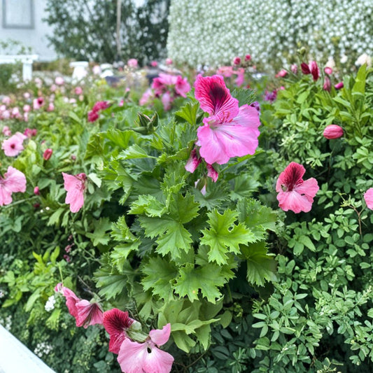 Elegance Rose Bicolor Geranium – Pelargonium ‘Elegance Rose Bicolor’ Live Flowering Plant | 1 Foot Tall | Shipped in 6" Pot  Beautiful Evergreen Blooms | Patio & Garden Ready | Easy Care