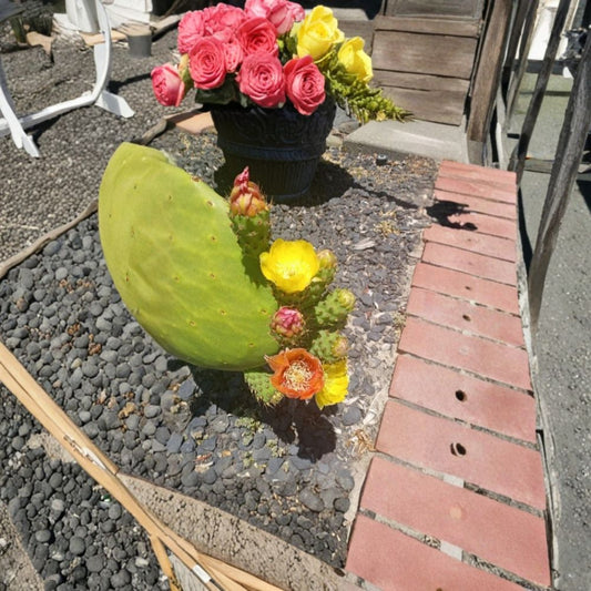 Prickly Pear Cactus – Opuntia 1 Fresh Pad Cutting | Orange Pink Yellow Blooms | Edible Fruit  Flowering Desert Plant | Low Maintenance | Easy to Grow