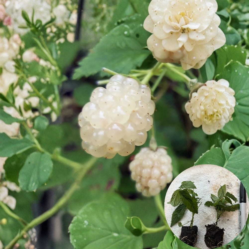 White Snowbank Blackberry Plants – 10 Live Plants | Sweet White Blackberry Variety | Thorny Heirloom Berry | Backyard Garden & Edible Landscape | Fast Growing Berry Starter Pack