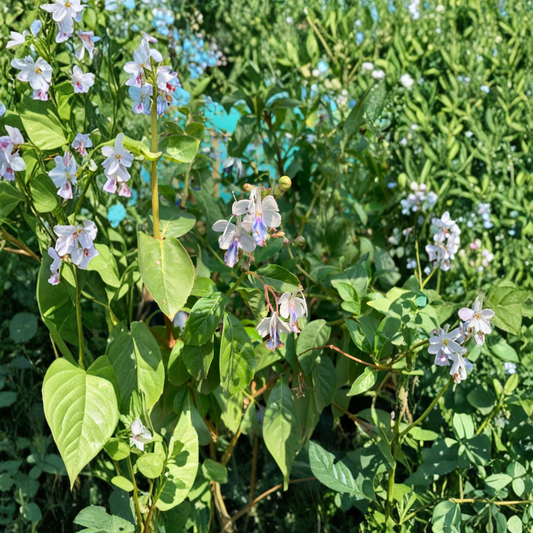 Clerodendrum ugandense – Blue Butterfly Bush Live Flowering Shrub | 1–2 Feet Tall | Shipped in 6" Pot  Blue Butterfly-Like Blooms | Low Maintenance | Pollinator Friendly