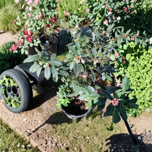 Blueberry Plant – Vaccinium ‘Sunshine Blue’ Live Southern Highbush | 12 Inches Tall | Includes 1 Gallon Pot  Compact Fruit Shrub | Patio & Container Friendly | Easy to Grow