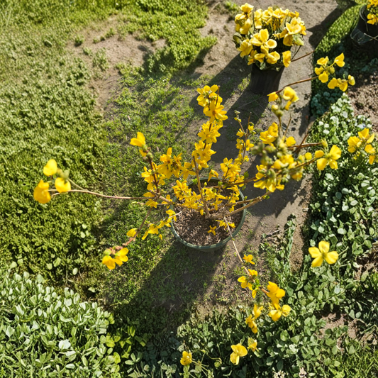 Magical® Gold Forsythia – Forsythia x intermedia ‘Magical Gold’ Live Flowering Shrub | 2 Feet Tall | Shipped in 3 Gallon Pot  Brilliant Golden Blooms | Early Spring Color | Full Sun Favorite