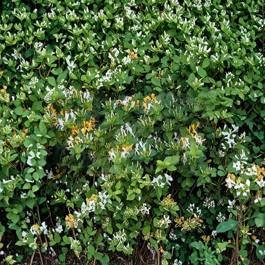 Honeysuckle Vine Cuttings – Lonicera spp. | 6 Unrooted Cuttings | 6–8 Inches Long | Fragrant Climbing Flowering Vine | Fast Growing