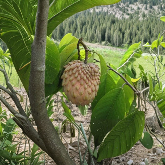 Lisa Atemoya Tree – Annona ‘Lisa’ Live Fruit Tree | 1–2 Feet Tall | Includes 1 Gallon Pot  Tropical Sugar Apple Hybrid | Sweet Creamy Fruit | Backyard Friendly