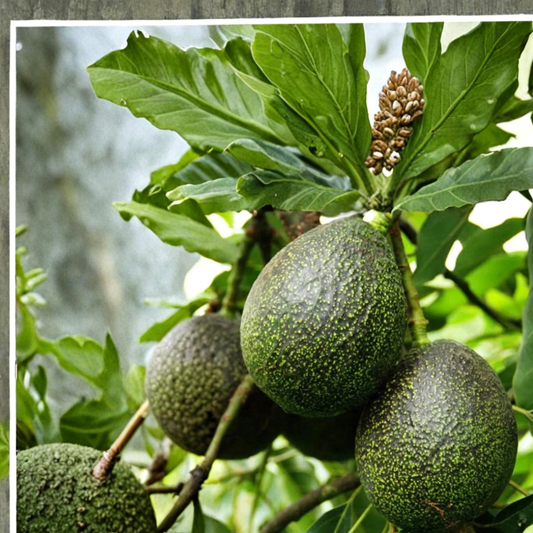 GEM Avocado Tree – Persea americana ‘GEM’ Grafted Live Tree | 3–4 Feet Tall | Bigger Trunk | Shipped in Nursery Pot  Premium Hass-Type | High Yield | Compact & Productive