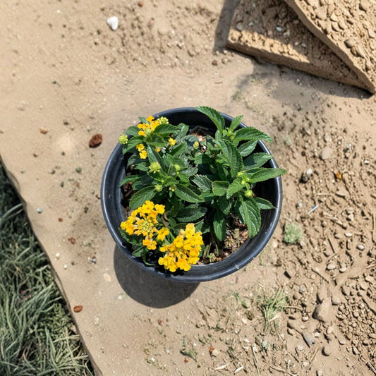 Lantana ‘Lemon Zest’ – Lantana camara Live Flowering Plant | Includes 6" Pot  Bright Yellow Blooms | Heat Tolerant | Pollinator Friendly
