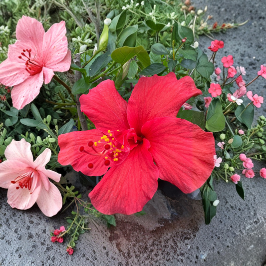 Red Hibiscus – Hibiscus rosa-sinensis Live Tropical Plant | 1–2 Feet Tall | Shipped in 1 Gallon Pot  Bold Red Blooms | Long Flowering Season | Patio & Garden Favorite