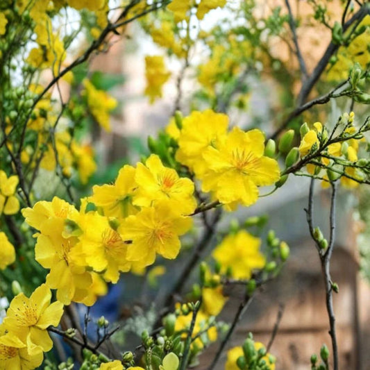 Mickey Mouse Plant (Ochna serrulata) – Mai Vang Vietnam Live Flowering Shrub | 2–3 Feet Tall | Shipped in 3 Gallon Pot  Bright Yellow Blooms | Ornamental Red Calyx | Tropical Garden Favorite