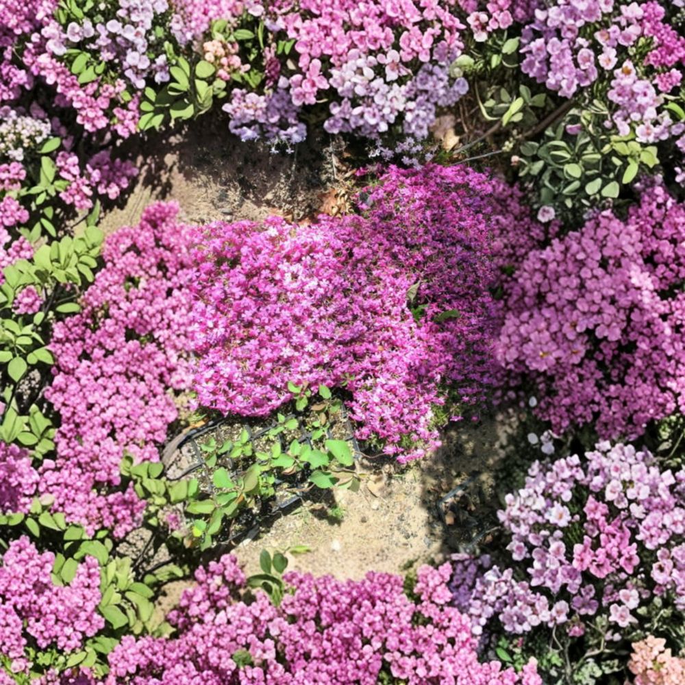 Phlox subulata ‘Pink’ – Creeping Phlox Live Starter Plant | 4–6 Inches Tall | Pink Flowering Groundcover | Spring Blooming Perennial | Evergreen Mat Forming