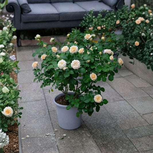 Sahara Rose Cuttings – Rare Color Changing Rose | 3 Unrooted Cuttings for Rooting or Grafting | Unique Garden Rose