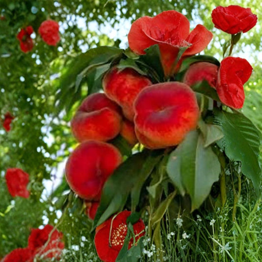 Peach ‘Galaxy’ – Prunus persica ‘Galaxy’ Live Fruit Tree | 3–4 Feet Tall | Ships in 7 Gallon Pot  White-Fleshed Donut Peach | Sweet Low-Acid Flavor | Unique Flat Shape