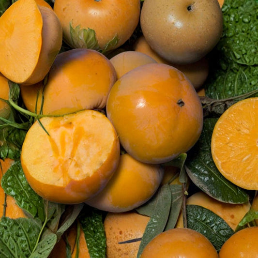 Fuyu Imoto Persimmon – Diospyros kaki Live Tree | 3–4 Feet Tall | Ships in 3 Gallon Pot  Non-Astringent Variety | Large Flattened Fruit | Self-Fruitful