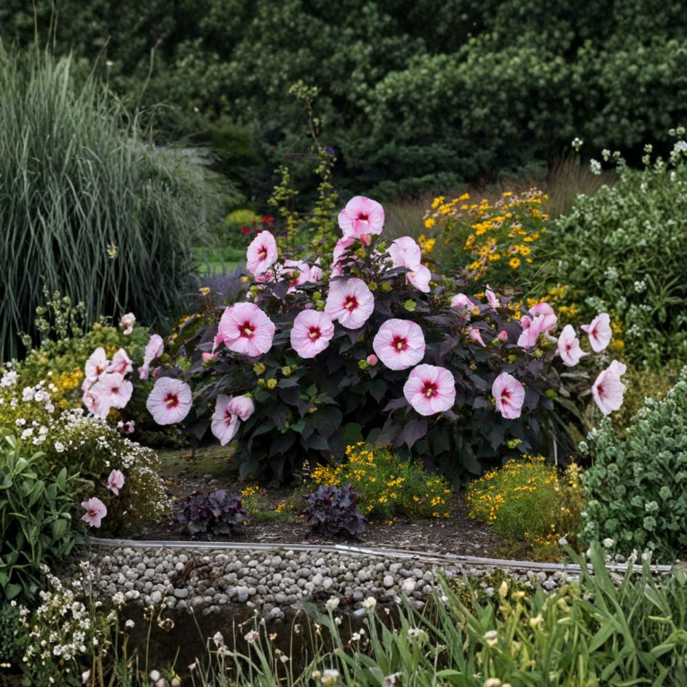 Hibiscus ‘Perfect Storm’ – Hardy Hibiscus Live Starter Plant | Includes Nursery Pot Large White Red Eye Blooms | Dark Foliage | Summer Flowering Perennial | Easy to Grow