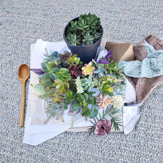 Succulent Cuttings Variety Pack – Mixed Succulents | 11 Unrooted Cuttings | 4–6 Inches Tall | Portulacaria Afra & Crassula Ovata Included