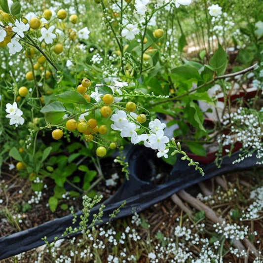 Duranta White – Duranta erecta (White Variety) Live Flowering Shrub | 1 Foot Tall | Includes 6" Pot  White Blooms | Fast Growing | Great for Hedges & Containers