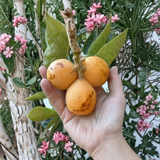 Peluche Loquat Scions – Eriobotrya japonica | 2 Unrooted Cuttings | 5–8 Inches Long | Rare Giant Loquat Variety | Ideal for Grafting