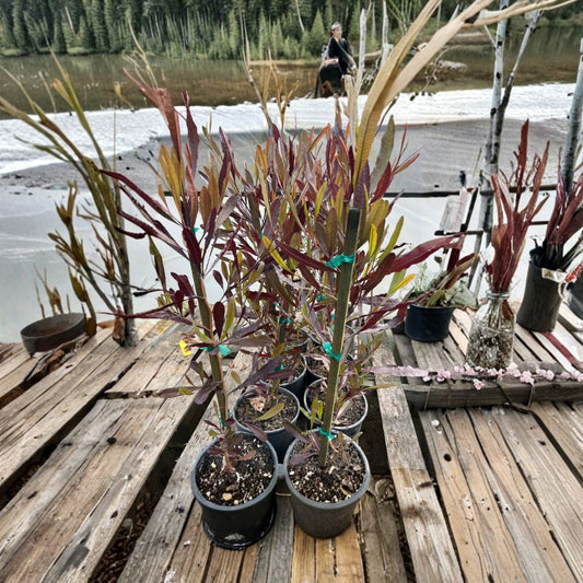 Dodonaea viscosa ‘Purpurea’ (Hop Bush) Live Evergreen Shrub | 2 Feet Tall | Shipped in 1 Gallon Pot  Purple Foliage Accent | Drought Tolerant | Fast Growing Landscape Shrub