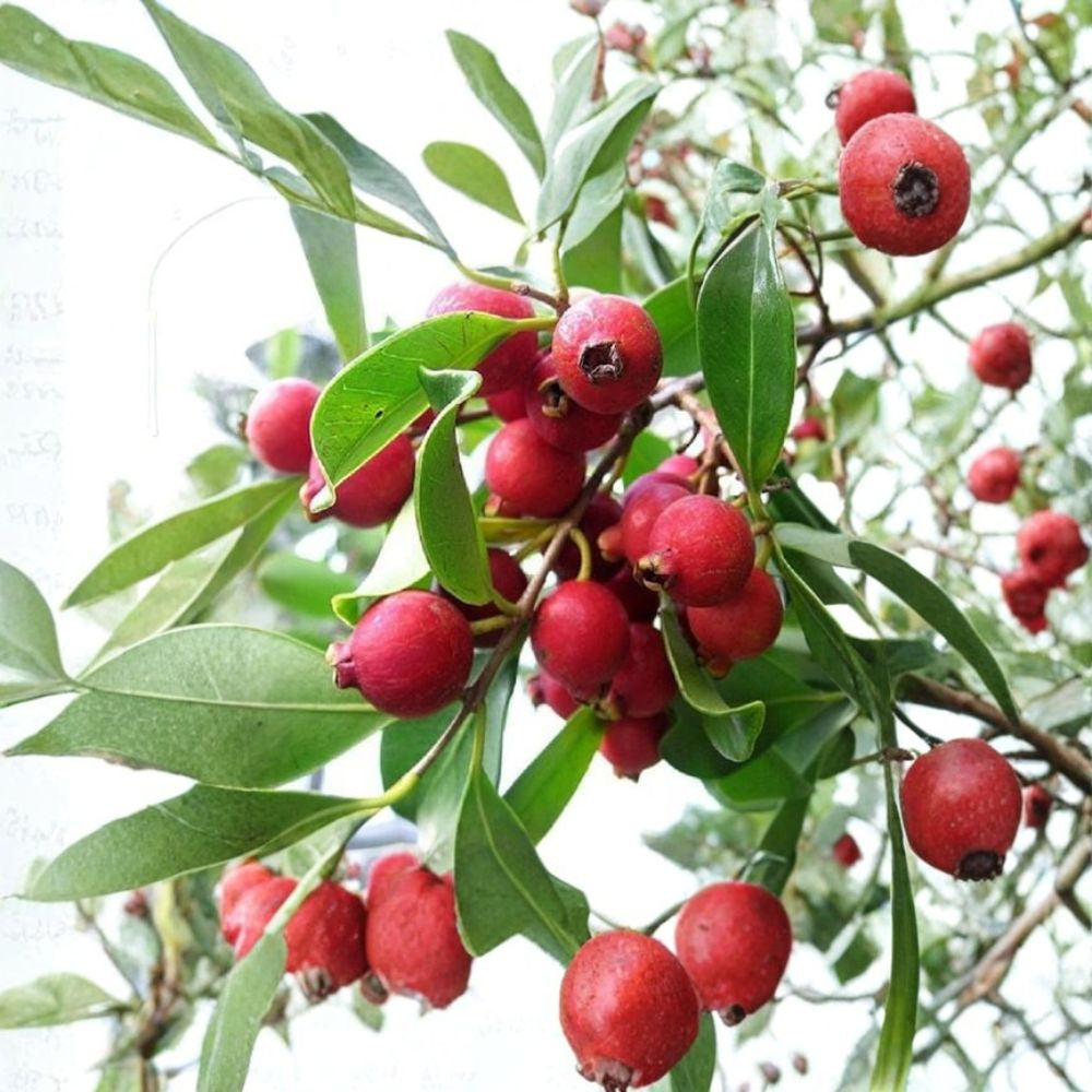 Japanese Strawberry Guava (Oi Sim Nhat) – Psidium cattleyanum Live Plant | 1 Foot Tall | Ships in 6 Inch Pot  Red Flesh Guava | Sweet-Tart Tropical Fruit | Compact Garden Tree