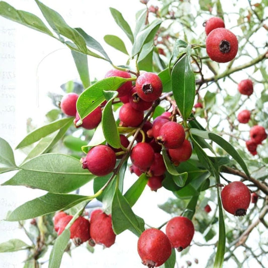Japanese Strawberry Guava (Oi Sim Nhat) – Psidium cattleyanum Live Plant | 1 Foot Tall | Ships in 6 Inch Pot  Red Flesh Guava | Sweet-Tart Tropical Fruit | Compact Garden Tree