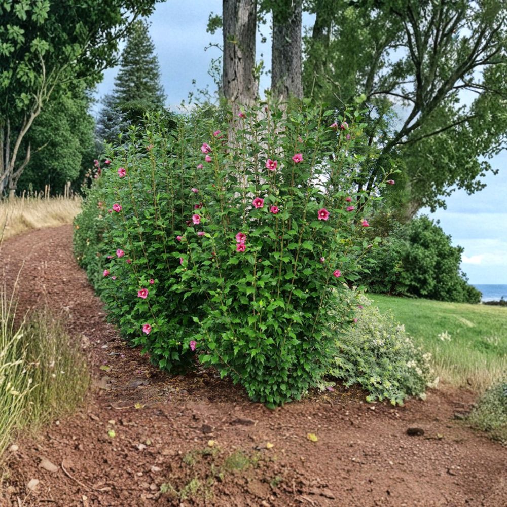 Hibiscus ‘Red Pillar’ – Rose of Sharon Live Starter Plant | 6 Inches Tall | Includes Nursery Pot Columnar Shrub | Red Center Blooms | Easy to Grow