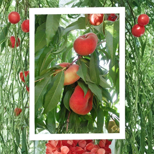 Peach ‘Galaxy’ – Prunus persica ‘Galaxy’ Live Fruit Tree | 2–3 Feet Tall | Ships in 3 Gallon Pot  White-Fleshed Donut Peach | Sweet Low-Acid Flavor | Unique Flat Shape