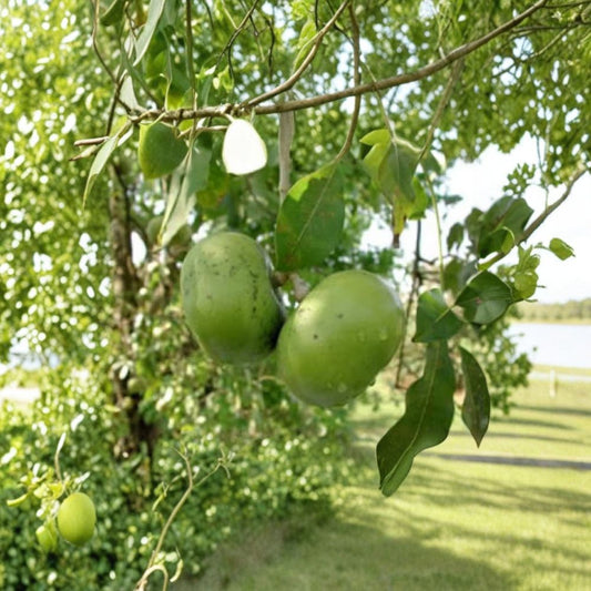 Black Sapote – Diospyros digyna Grafted Live Tree | 3–4 Feet Tall | Includes 7 Gallon Pot  Chocolate Pudding Fruit | Tropical Tree | Container Friendly