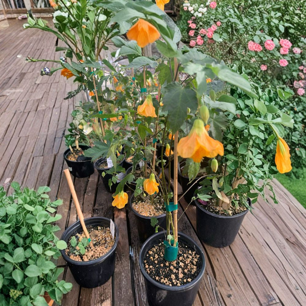 Abutilon ‘Frieda’ – Abutilon hybrid Live Flowering Shrub | 1 Foot Tall | Includes 1 Gallon Pot  Pendant Lantern Blooms | Tropical Look | Long Blooming