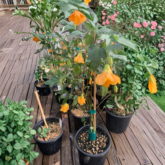 Abutilon ‘Frieda’ – Abutilon hybrid Live Flowering Shrub | 1 Foot Tall | Includes 1 Gallon Pot  Pendant Lantern Blooms | Tropical Look | Long Blooming