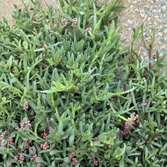 Ice Plant Cuttings – 25 Unrooted Purple Flower Succulent | Hardy Ground Cover Plant | Drought Tolerant Landscaping